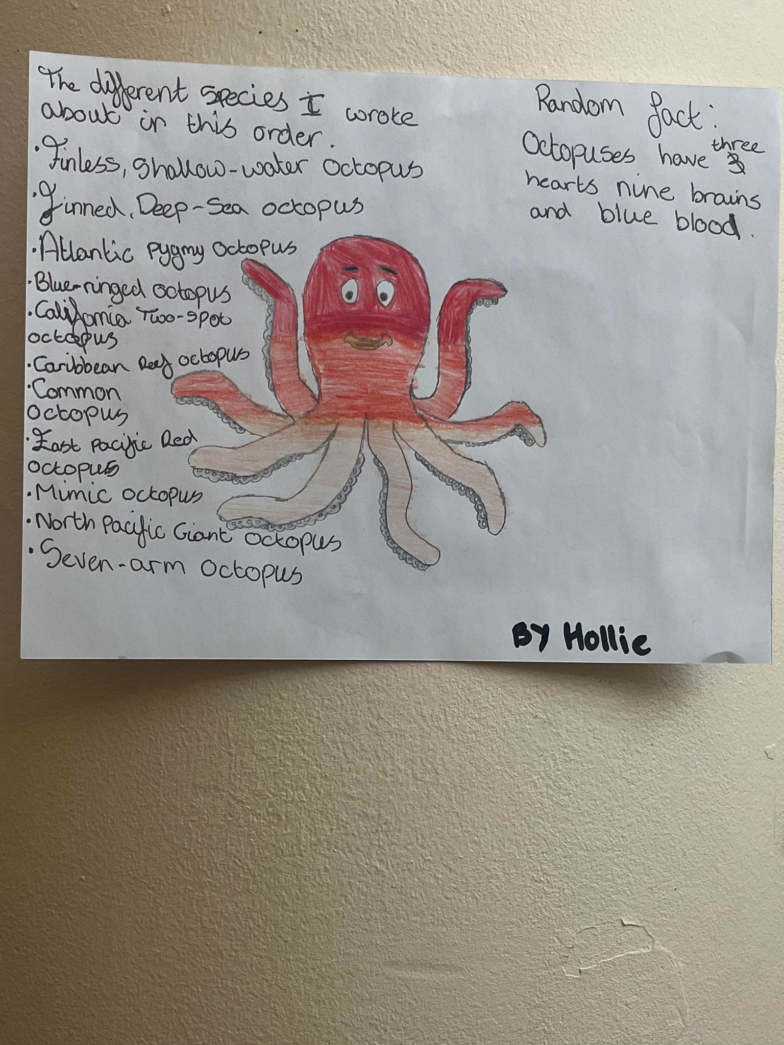 Octopii